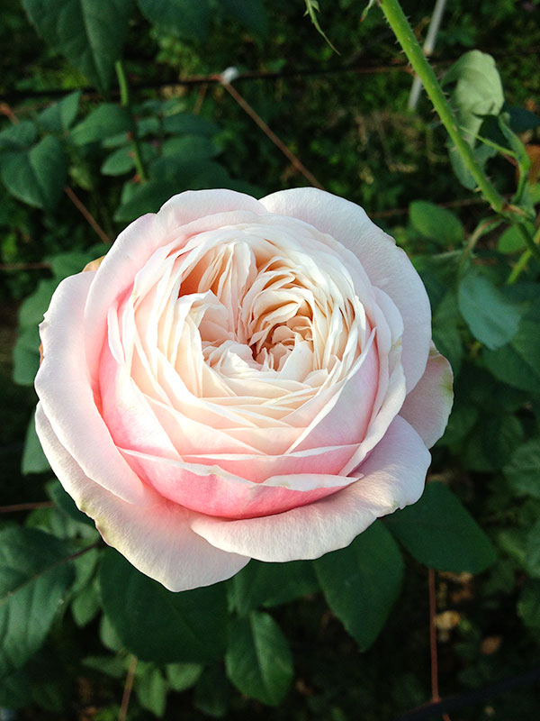 環 tamaki – WABARA online store