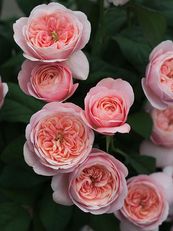 和バラ 確認用 環 tamaki – WABARA online store