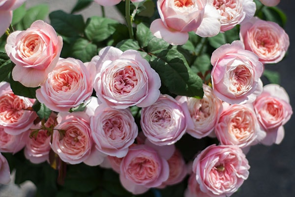 環 tamaki – WABARA online store