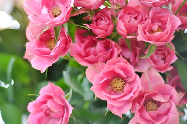 和花 waka – WABARA online store