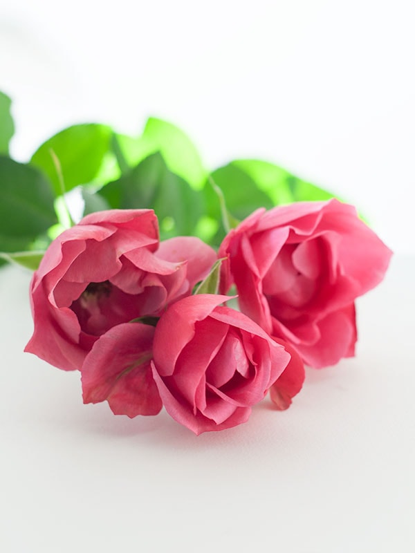 和花 waka – WABARA online store