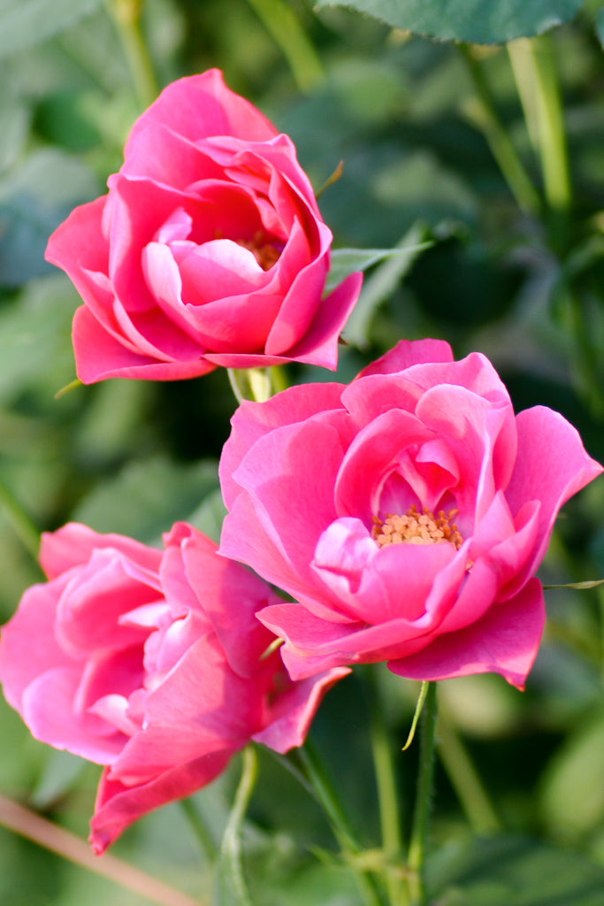 和花 waka – WABARA online store