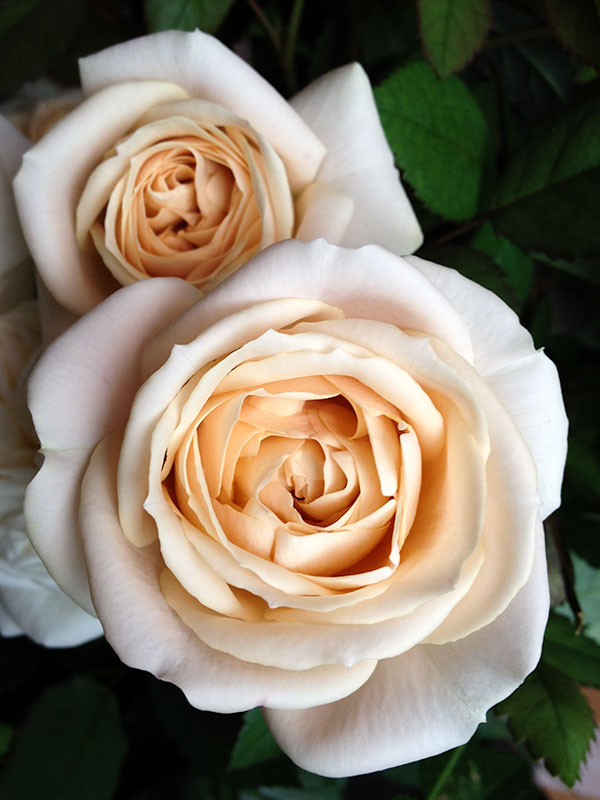 和バラ 確認用 結 yui – WABARA online store