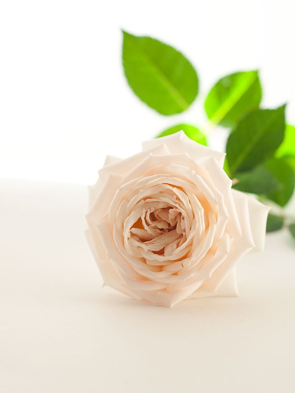 結 yui – WABARA online store