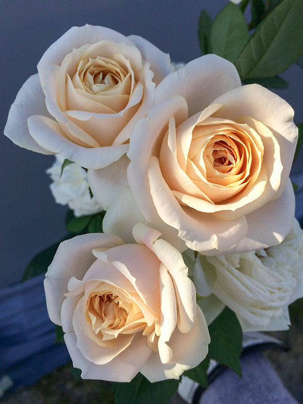 結 yui – WABARA online store