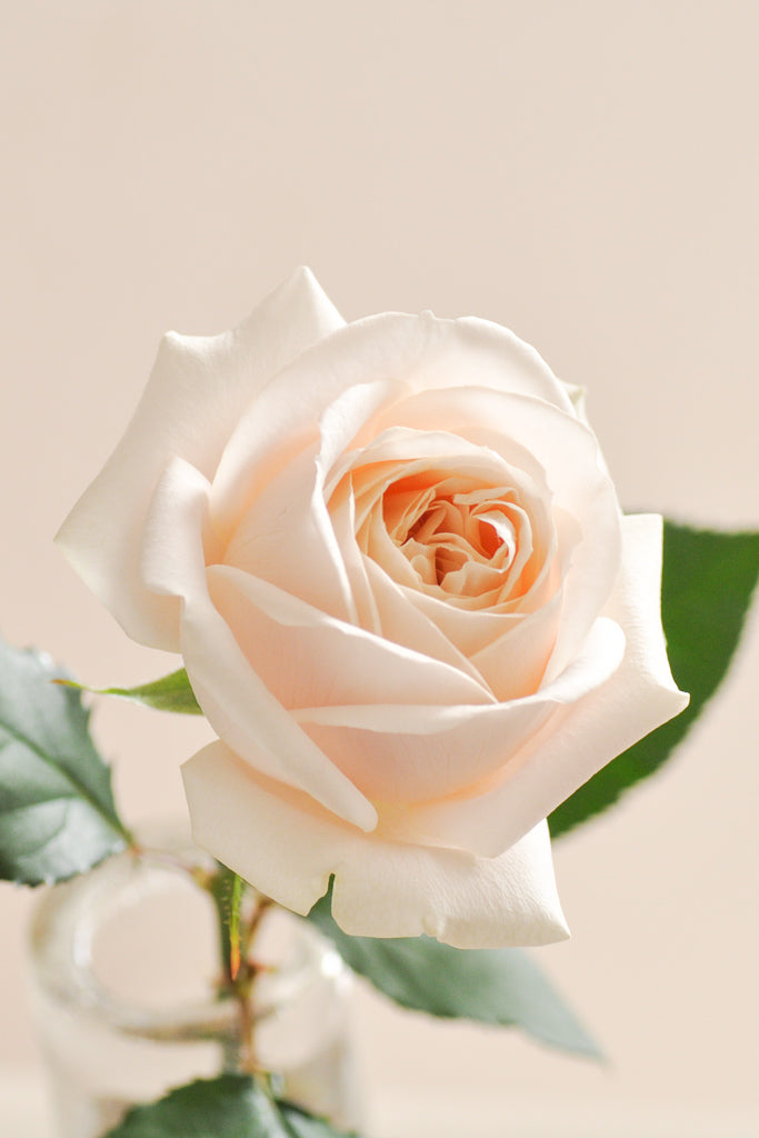 ばらの花びら茶 #3：結（ゆい） – WABARA online store