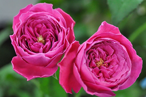 朝比野文雄　10号薔薇 バラ苗 図鑑 ゆうぜん Yuzen 国産ノイバラ台木使用 | 系統から